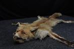 Rode vos Taxidermie volledige montage - Vulpes vulpes - 80, Verzamelen, Dierenverzamelingen, Nieuw