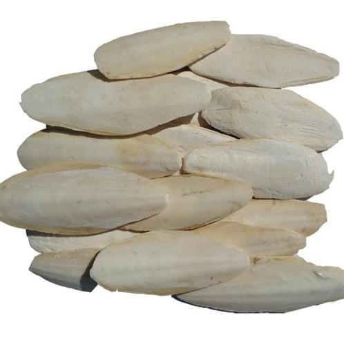 Sepia schalen 5 kilo - Overig - Benodigdheden - Overig, Dieren en Toebehoren, Vogels | Toebehoren, Nieuw, Verzenden