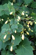 Japanse wasbloem Kirengeshoma palmata 5-10 Pot P9, Tuin en Terras, Planten | Tuinplanten