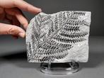 Fossiele zaadloze varens - Gefossiliseerde plant -, Verzamelen, Mineralen en Fossielen