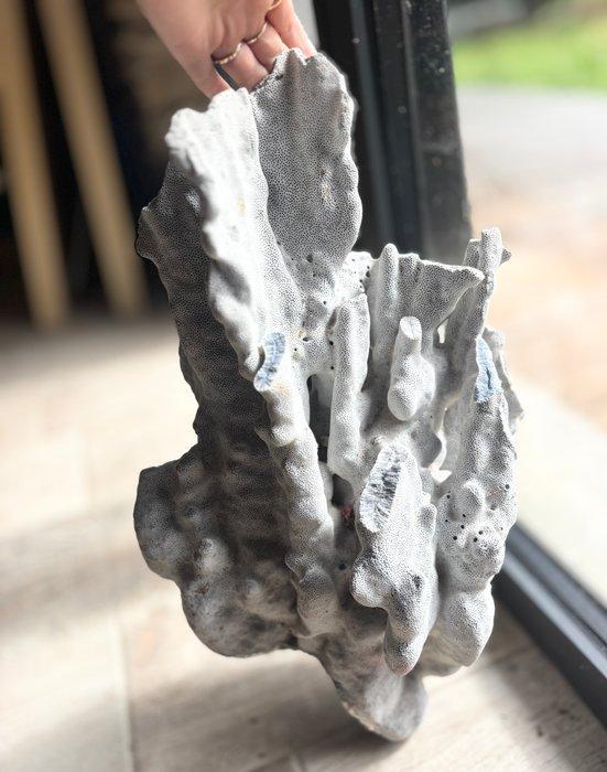 Koraal Koraal - Heliopora coer (Zonder Minimumprijs), Antiek en Kunst, Curiosa en Brocante