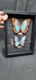 Vlinder Taxidermie volledige montage - morpho sp. - 23 cm -, Nieuw