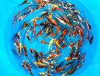 Ikarashi O. 10-12cm  tosai mix (Japanse Koi), Karper of Koi