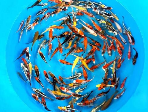 Ikarashi O. 10-12cm  tosai mix (Japanse Koi), Dieren en Toebehoren, Vissen | Vijvervissen, Karper of Koi