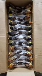 Vogeltje natuurlijke kleuren 6 soorten 24 stuks. handmade, Hobby en Vrije tijd, Knutselen, Ophalen of Verzenden, Nieuw