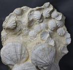 Prachtige en decoratieve verzameling fossiele schelpen -, Verzamelen, Mineralen en Fossielen