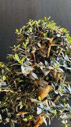 Olijf bonsai (Olea europaea) - Hoogte (boom): 39 cm - Diepte
