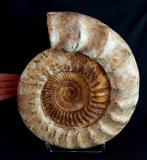 Ammoniet - Gefossiliseerd dier - Kranaosphinctes roedereri, Verzamelen, Mineralen en Fossielen
