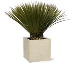 Actie Yucca Rostrata | 70cm - Ø30cm nu voor 81.95, Tuin en Terras, Verzenden