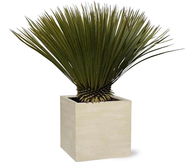 Actie Yucca Rostrata | 70cm - Ø30cm nu voor 81.95, Tuin en Terras, Planten | Tuinplanten, Verzenden