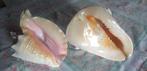 Zeeslak Zeeschelp - Cassis Cornuta  2 Conchiglie 23x14x19, Nieuw