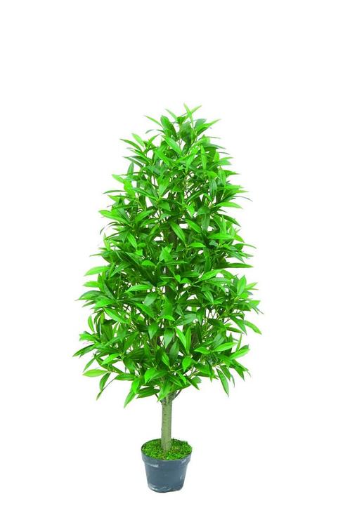 Pyramid Bay Tree 130cm, Huis en Inrichting, Woonaccessoires | Kunstplanten en Kunstbloemen, Nieuw, Ophalen of Verzenden