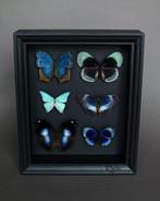 Vlinder Taxidermie volledige montage - Pseudo damo/ Asterope, Nieuw