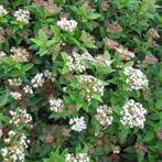 Viburnum tinus Eve Price - 20-30 cm hoogte, Tuin en Terras, Planten | Tuinplanten, Ophalen of Verzenden