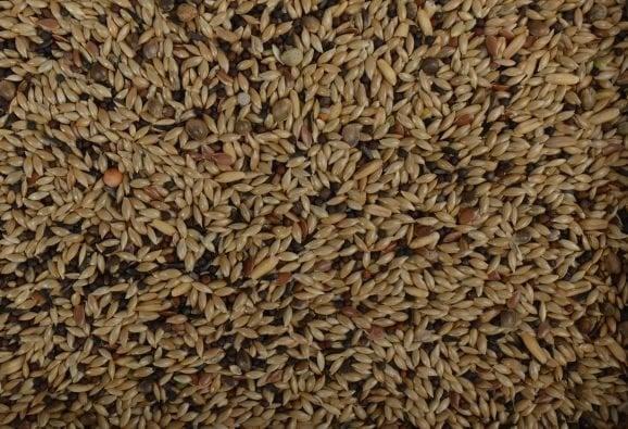 Postuurkanariezaad - Overige zaden - Vogelzaad - Vogelvoer, Dieren en Toebehoren, Vogels | Toebehoren, Nieuw, Verzenden