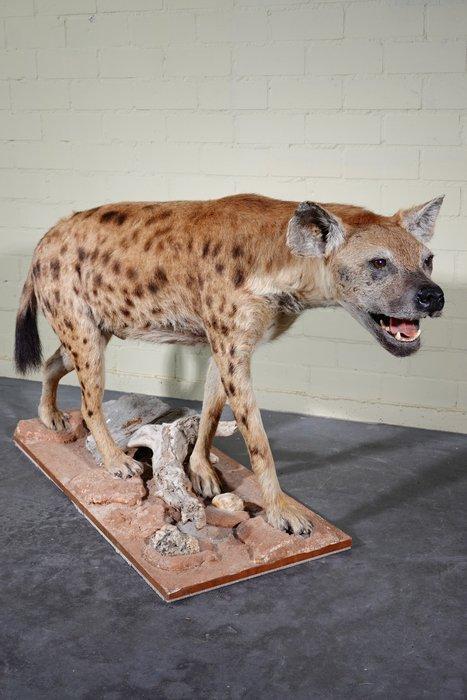 Hyena Taxidermie schoudermontage - Crocuta crocuta - 80 cm -, Verzamelen, Dierenverzamelingen
