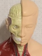 Anatomisch model - Plastic - 1990-2000, Antiek en Kunst, Curiosa en Brocante