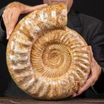 Grote Fossiele Ammoniet uit Madagaskar, met iriserende, Verzamelen