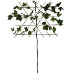 Leiplataan - Platanus hispanica - Omtrek: 6-10 cm | Hoogte:, Ophalen of Verzenden