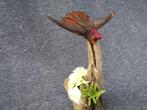 Robijntopaas Kolibrie Taxidermie volledige montage -, Nieuw