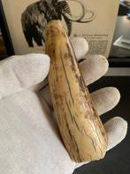 Wolharige mammoet - Fossiele tand - 12 cm  (Zonder, Verzamelen