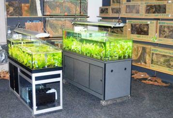≥ Altijd mooie, verse aquariumplanten! ook in-vitro planten — Vissen | Aquaria en Toebehoren —