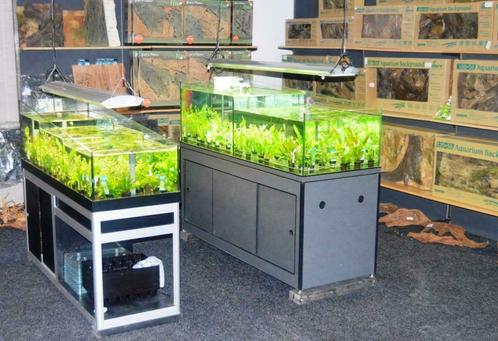 Altijd mooie, verse aquariumplanten! ook in-vitro planten, Dieren en Toebehoren, Vissen | Aquaria en Toebehoren, Plant(en), Steen of Hout