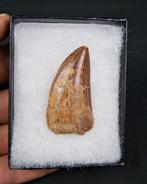 Dinosaurus - Fossiele tand - Carcharodontosaurus saharicus, Verzamelen