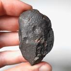 NWA 869. Beroemde chondriet meteoriet - 67.8 g, Verzamelen, Mineralen en Fossielen