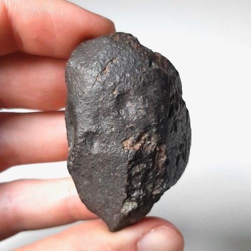 NWA 869. Beroemde chondriet meteoriet - 67.8 g, Verzamelen, Mineralen en Fossielen