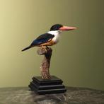 Zwartkapijsvogel Taxidermie Opgezette Dieren By Max, Ophalen of Verzenden, Nieuw, Vogel, Opgezet dier