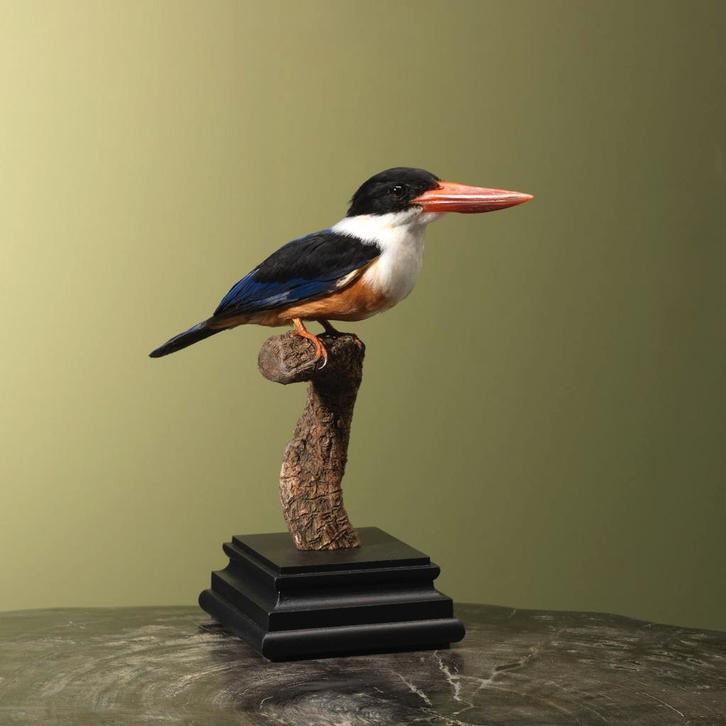 Zwartkapijsvogel Taxidermie Opgezette Dieren By Max, Verzamelen, Dierenverzamelingen, Opgezet dier, Nieuw, Vogel, Ophalen of Verzenden