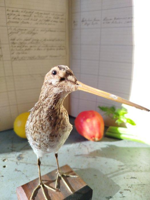 beccaccino Taxidermie volledige montage - Gallinago, Verzamelen, Dierenverzamelingen
