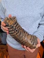 Wolharige mammoet - Fossiele kies - Mammuthus primigenius