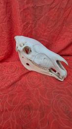 Paard Schedel - Equus caballus - crâne complet dun spécimen, Antiek en Kunst