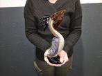 Beeld, Large Pelican Glass 30cm 1.8kg - 30 cm - Glas, Antiek en Kunst, Kunst | Designobjecten