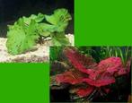 5x Tijgerlotus mix  - Nymphaea lotus mix aquariumplant, Dieren en Toebehoren, Vissen | Aquaria en Toebehoren, Nieuw, Sierelement