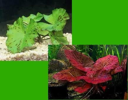 5x Tijgerlotus mix  - Nymphaea lotus mix aquariumplant, Dieren en Toebehoren, Vissen | Aquaria en Toebehoren, Sierelement, Nieuw
