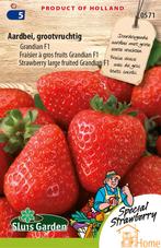 Aardbei Grandian F1 | Grootvruchtige doordrager | Zoete,, Tuin en Terras, Verzenden