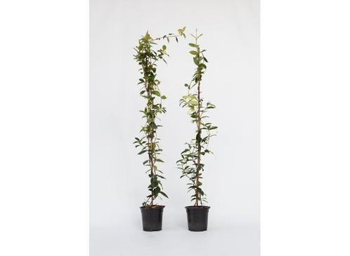 XL Jasmijn op stok 120cm - set van 2, Huis en Inrichting, Kamerplanten, Verzenden
