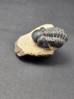 Trilobiet - Gefossiliseerd dier - Phacops - 4 cm (Zonder