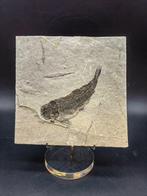 Fossiel - Gefossiliseerd dier - Lycoptera muroii - 13 cm -, Verzamelen, Mineralen en Fossielen