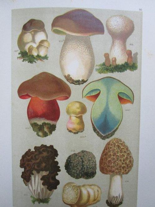 Dr. A.C. Oudemans - Onze Flora - 1900, Antiek en Kunst, Antiek | Boeken en Bijbels