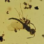 Birmese barnsteen - Fossiele cabochon - with Detailed