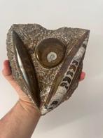 Orthocera - Gefossiliseerd dier - Orthocera de Mar - 20 cm -