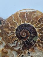 Ammoniet - Gefossiliseerde schelp - Aioloceras (Cleoniceras), Verzamelen