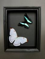 Vlinder Taxidermie volledige montage - Morpho luna / Papilio, Antiek en Kunst