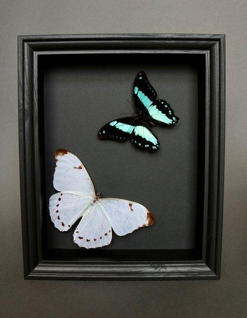 Vlinder Taxidermie volledige montage - Morpho luna / Papilio, Antiek en Kunst, Curiosa en Brocante
