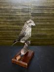 Opgezette Vogel Taxidermie Opgezette Dieren By Max