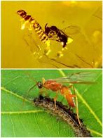 Barnsteen - Situational Po - Extremely rare parasitic wasp